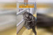 吃瓜少女猫娱乐,揭秘娱乐圈幕后故事